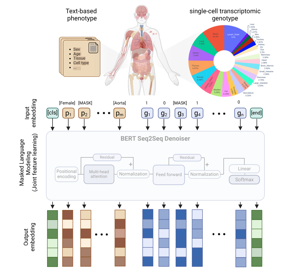 PolyGene model architecture and workflow